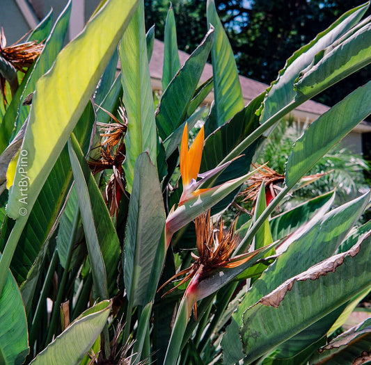 bird of paradise on kodak ektar 100 120 roll