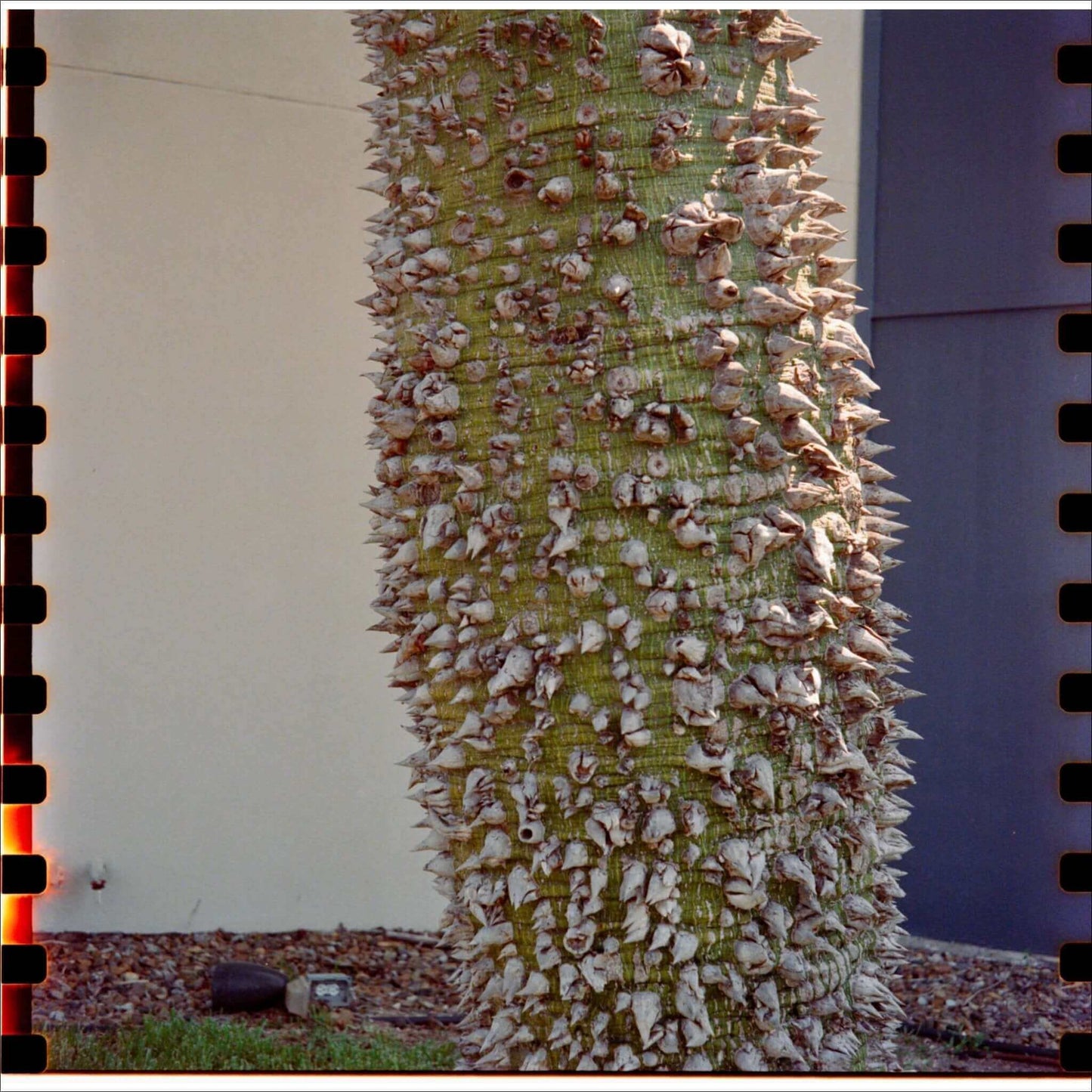 Close-up of a palm tree trunk covered in sharp spines and textures, showcasing unique botanical features.