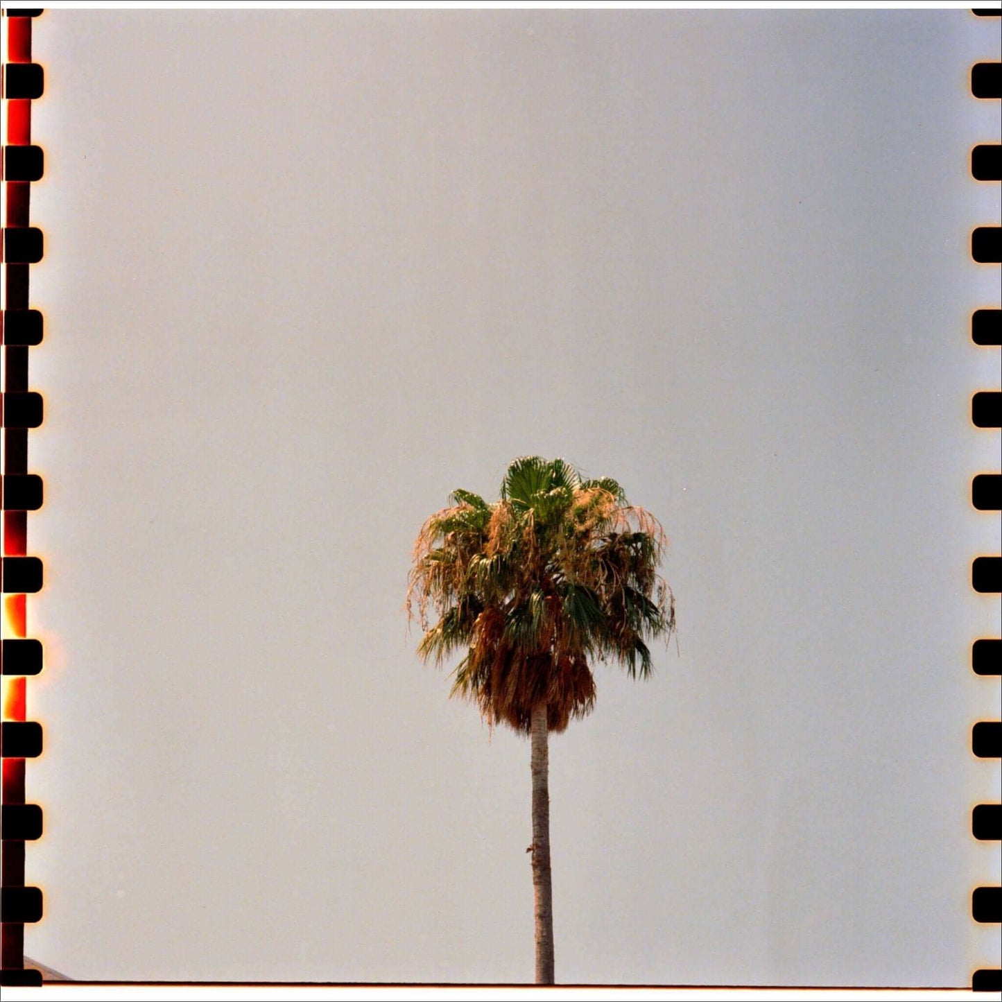 Tall palm tree with green and brown fronds against a light sky, framed by film strip edges.