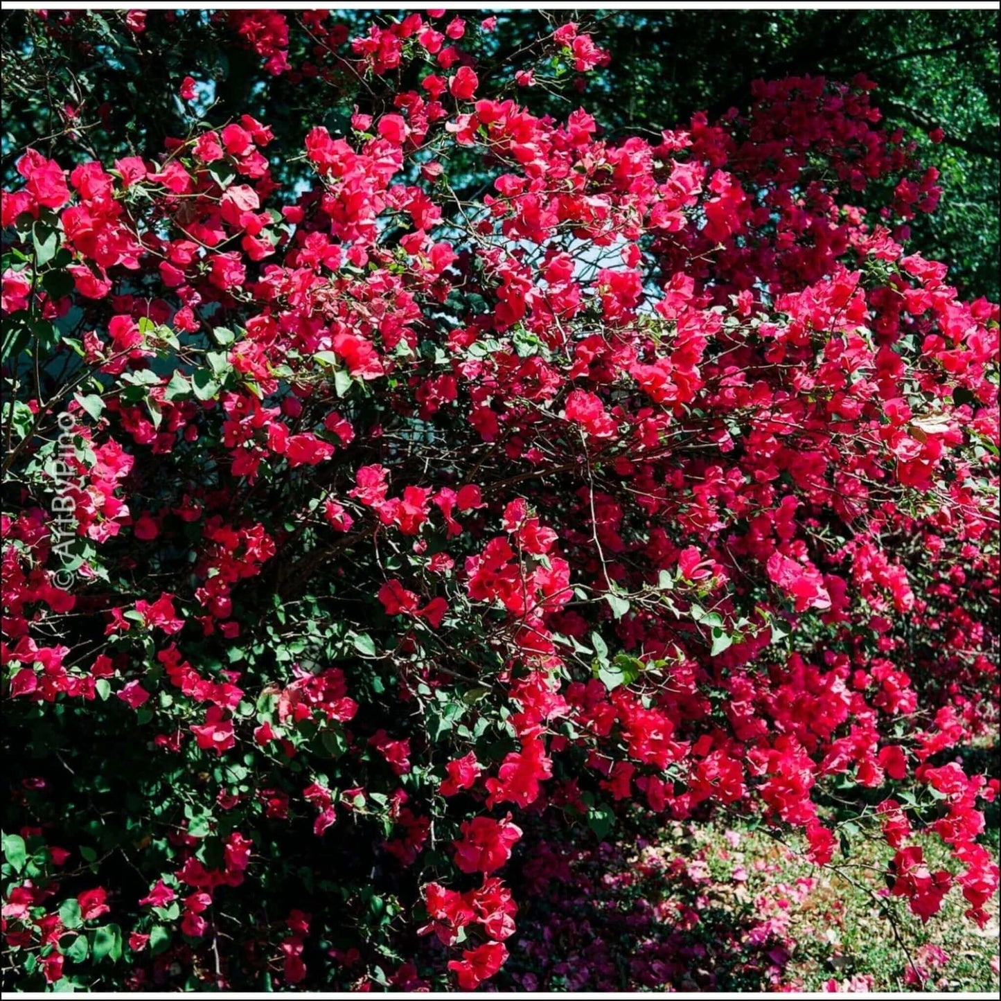 Vibrant red bougainvillea flowers blooming abundantly in a lush green garden.