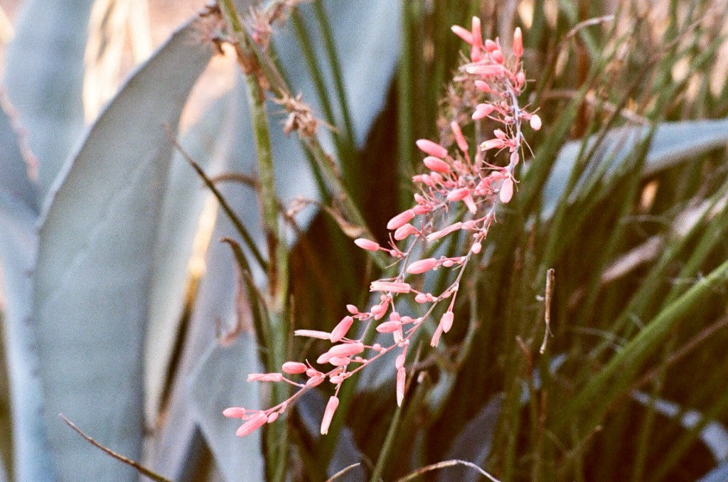 Leica M3 + Flic Film Savvy Color 400 + 35mm