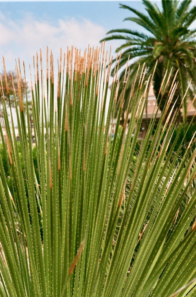 FUJIFILM FUJICOLOR 100 Japanese COLOR Film Sample Photos