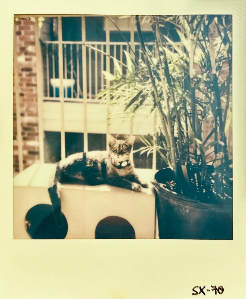 Tabby cat with a collar tag resting on a cat house beside a potted bamboo palm, with a brick building and balcony railing behind — Polaroid SX-70 Color, Polaroid SX-70