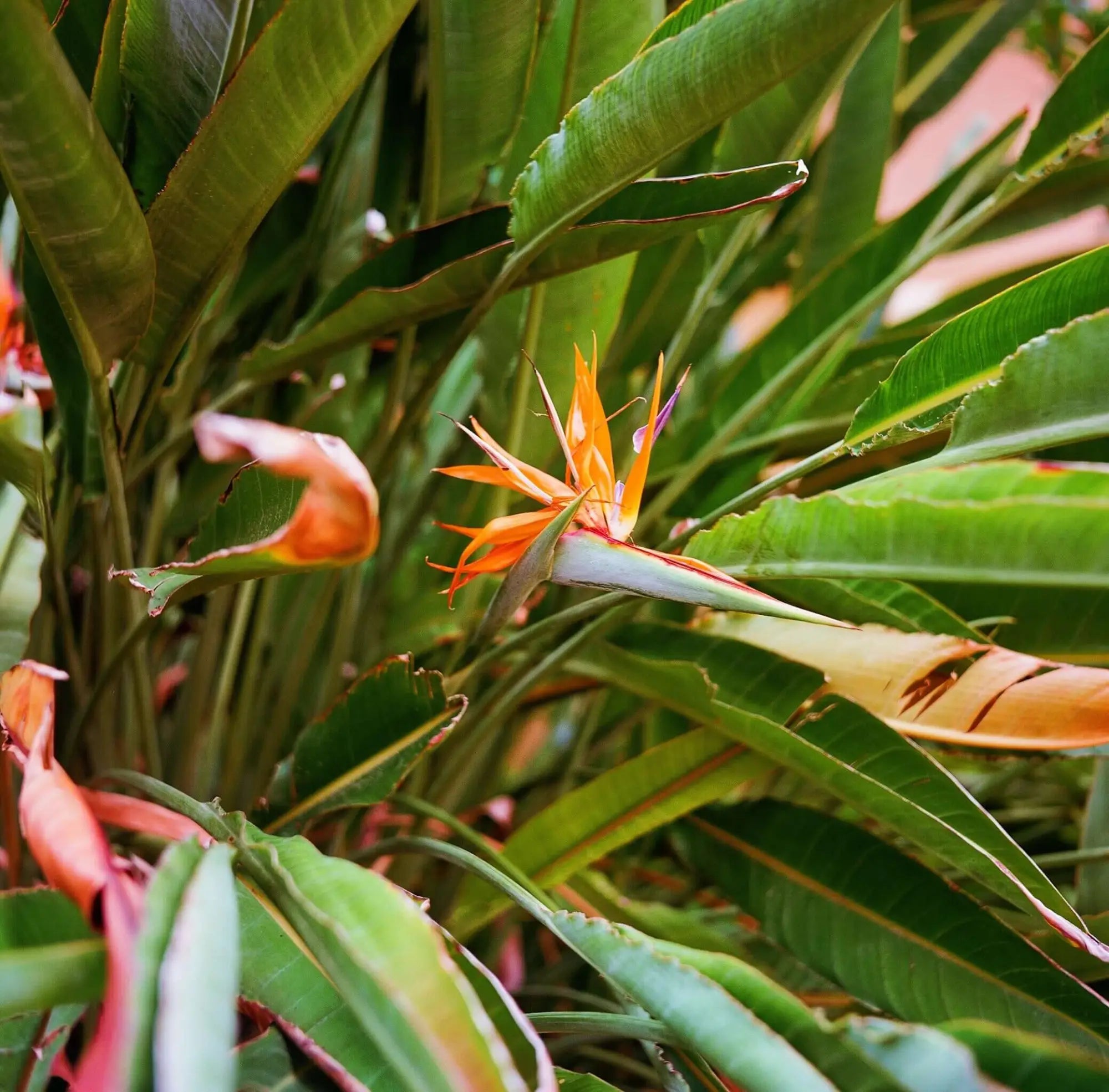 A vibrant orange and yellow bird-of-paradise flower with a striking, spiky center emerges from lush green foliage.