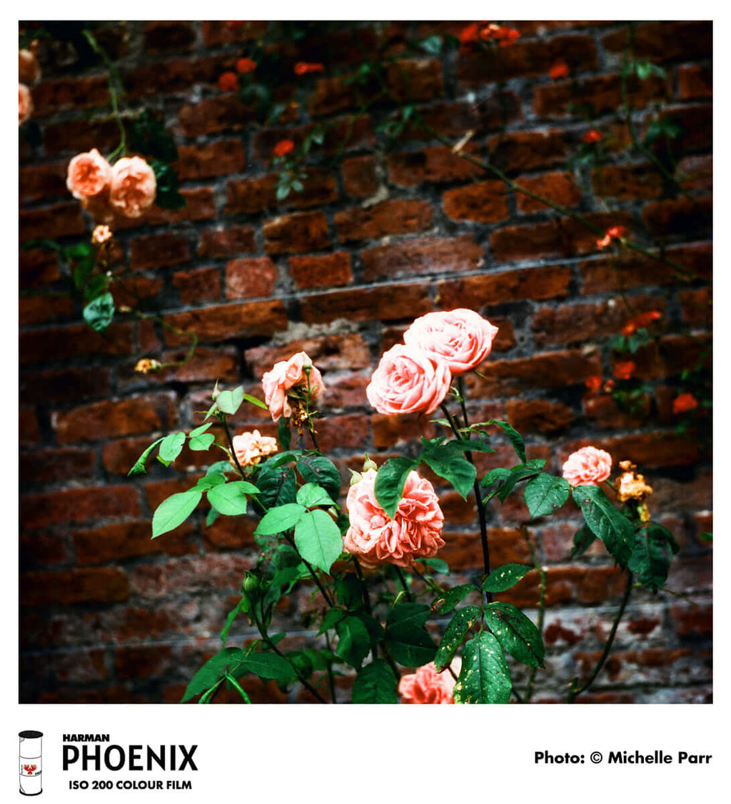 Pink roses with lush, layered petals and green leaves climb against a rustic red brick wall.