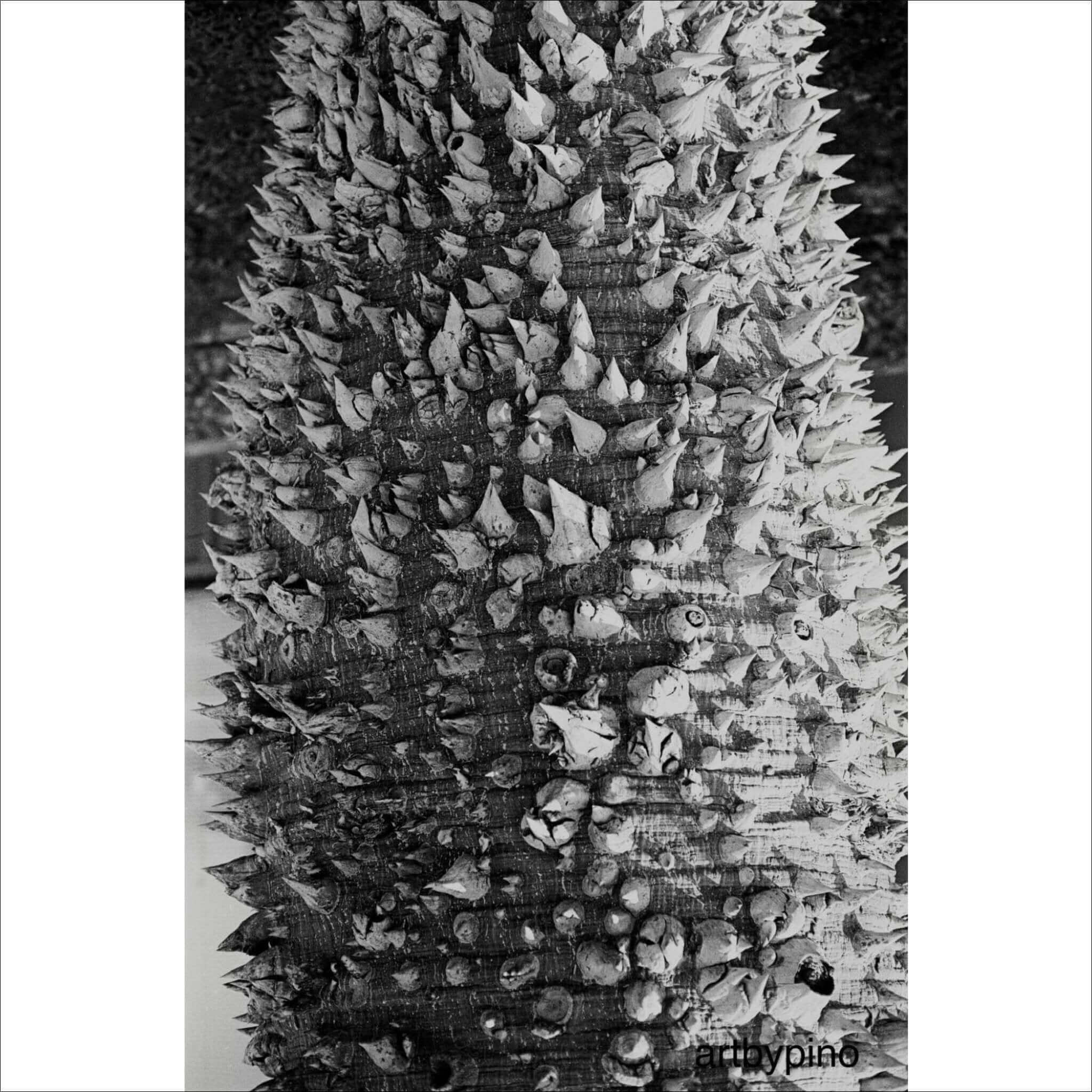 A black-and-white close-up of a tree trunk covered in dense, sharp spines.