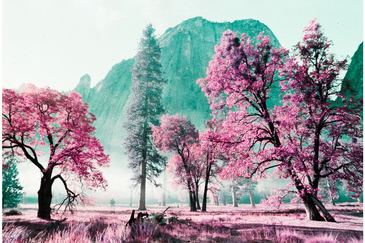 Vibrant landscape with trees in pink and purple hues, highlighting the color-shifting effects of the Analogue Trio Mixed Film Pack 35mm.