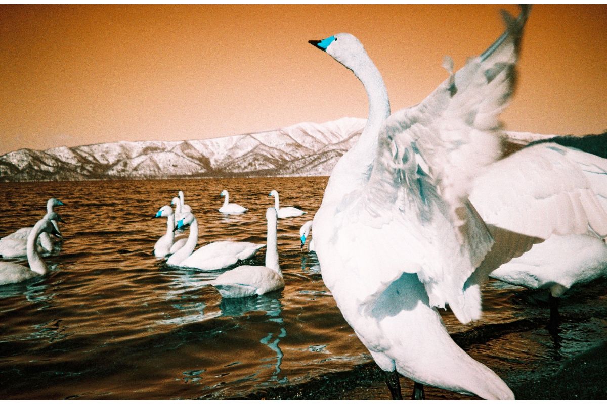 Swans by the lakeside with an orange hue, showcasing color-shifting effects using Lomography film from the Analogue Trio Mixed Pack.