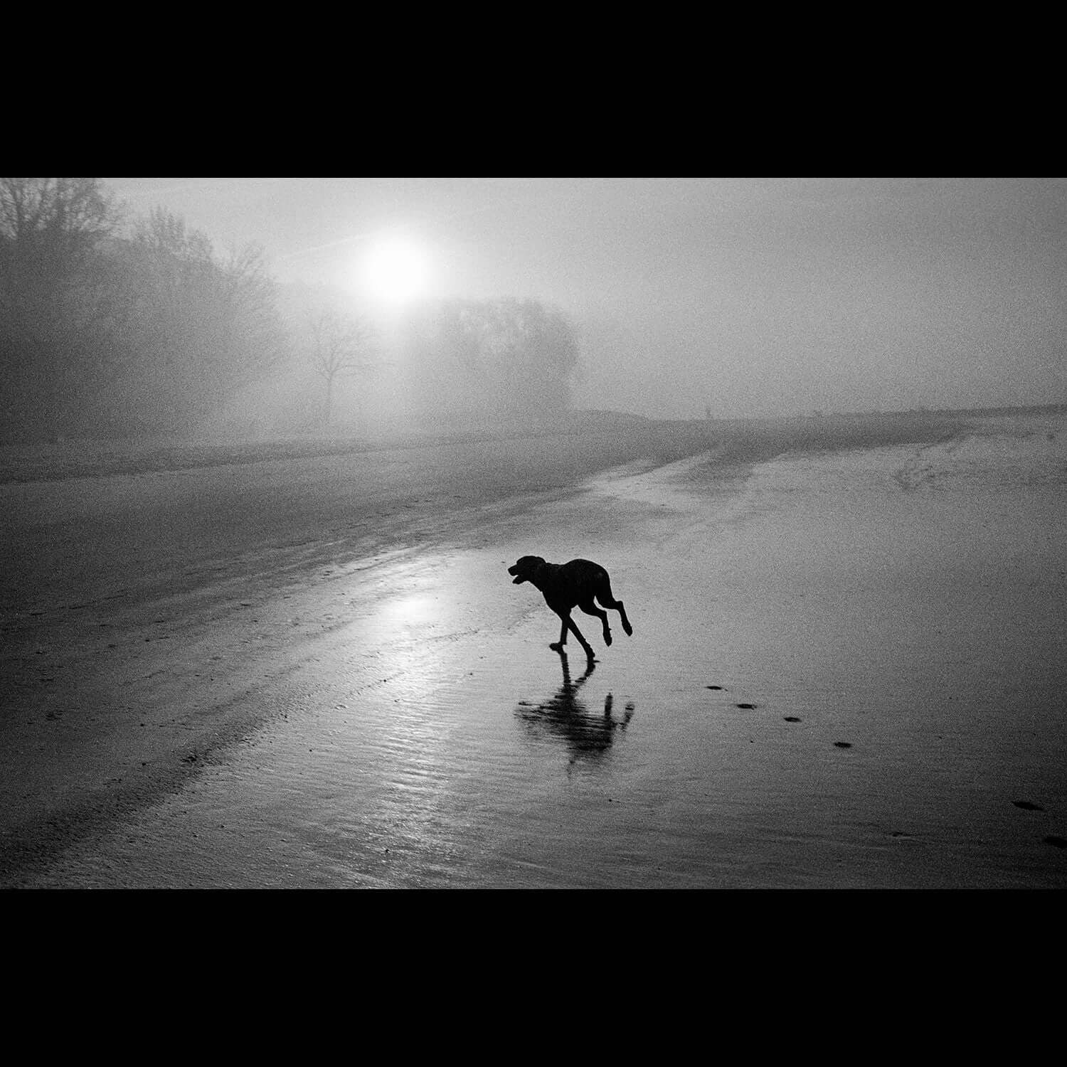 Black and white photo of a dog running on a misty beach with the sun rising in the background.