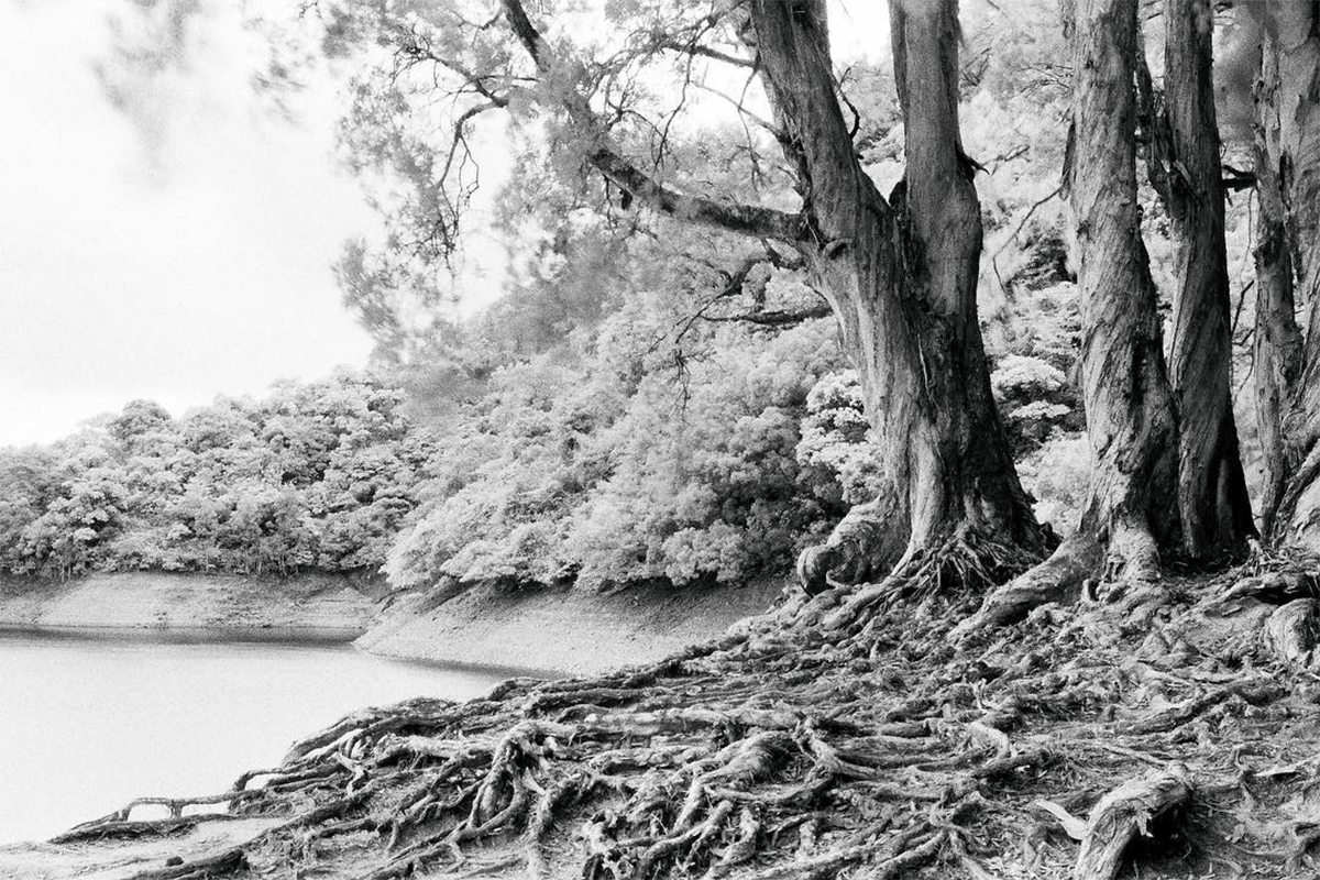 Trees by a lake shot on Rollei Infrared 400 ISO IR 35mm, 36 Exp Film