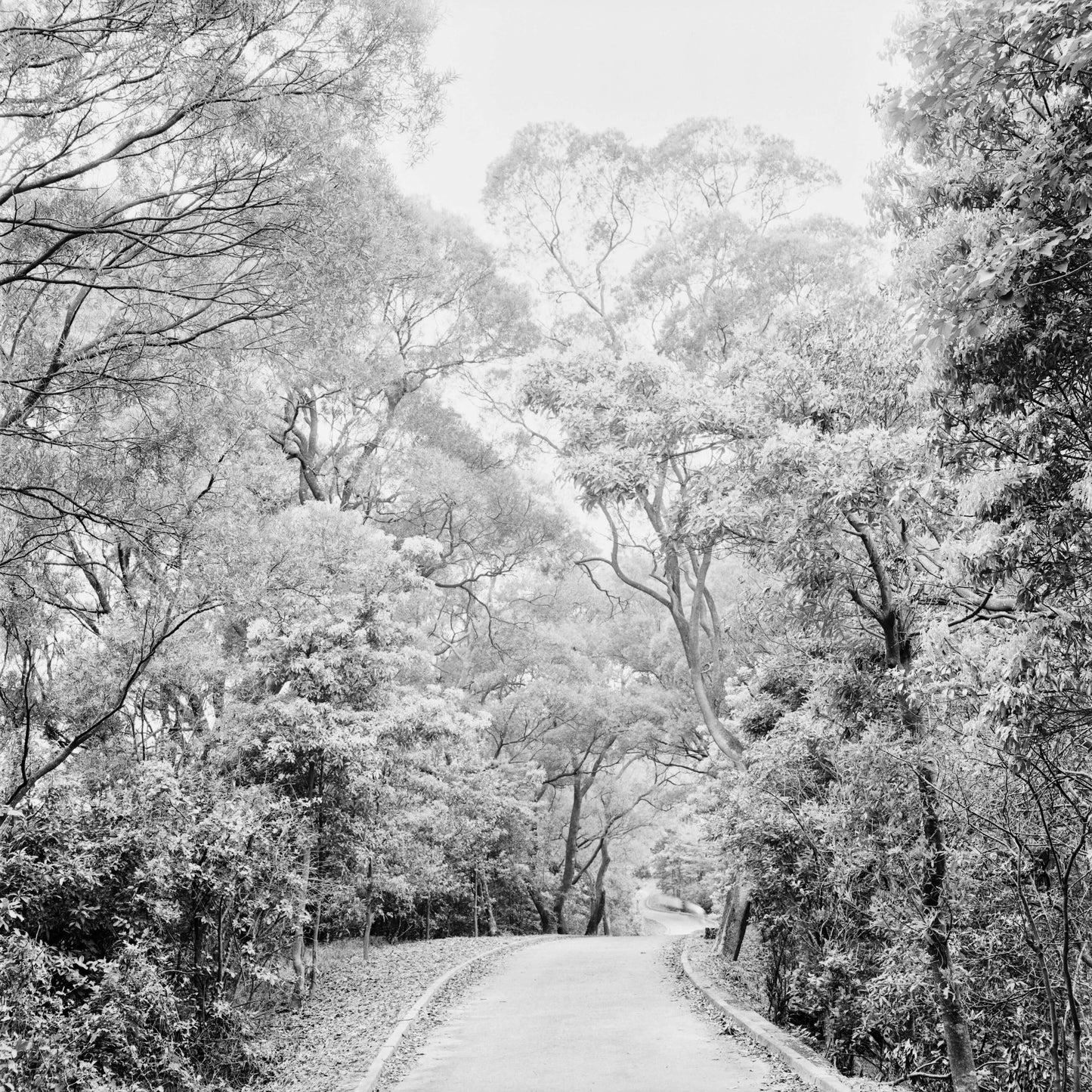 2 paquetes | Película Rollei RPX 25 ISO BW 120