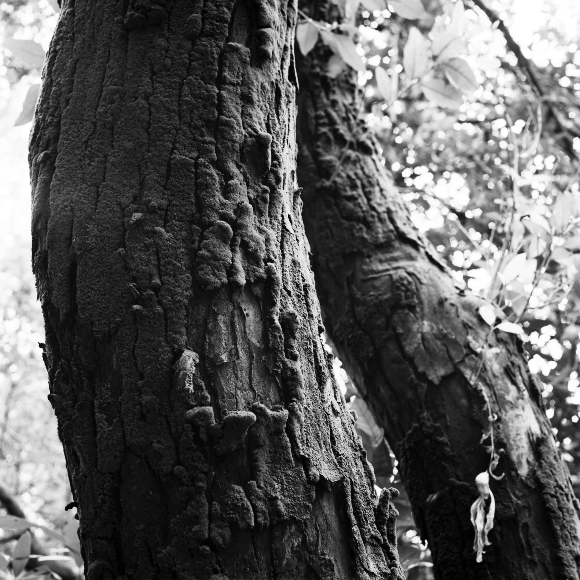 Tree trunk shot on Rollei RPX 25 BW 35mm, 36 Exp Film