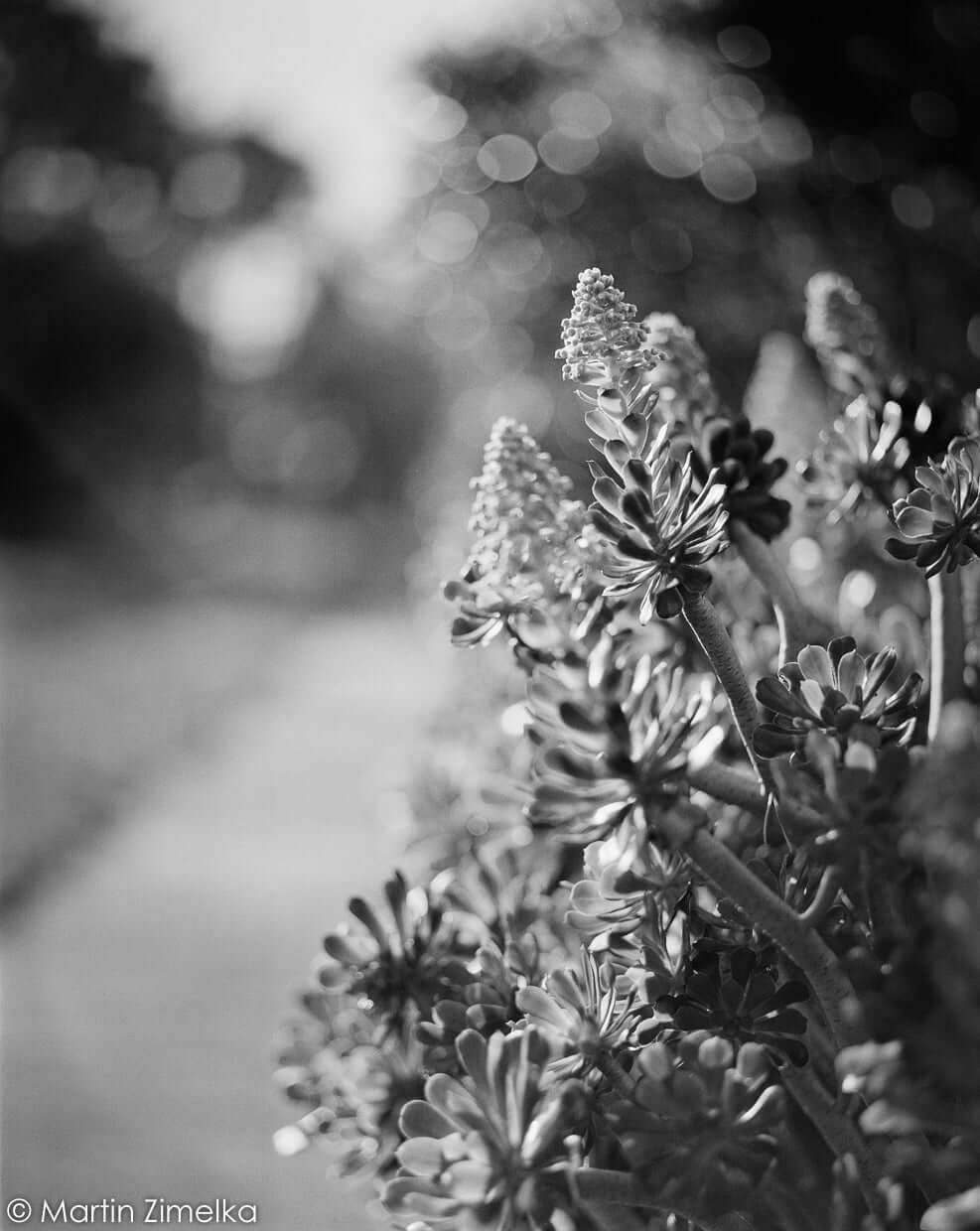 Plant shot on Rollei RPX 400 BW 120 Roll Film