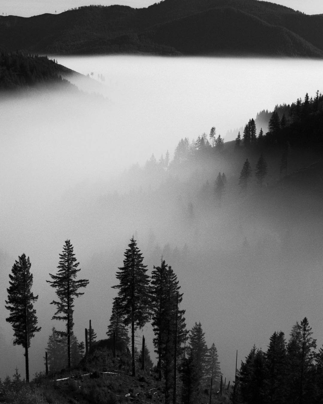 Fog on a mountain with trees in the foreground shot on Rollei Retro 80S BW 120 Roll Film