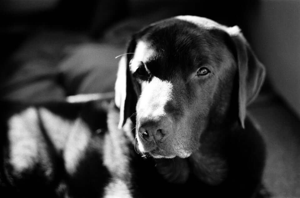 Dog portrait shot on Rollei Superpan 200