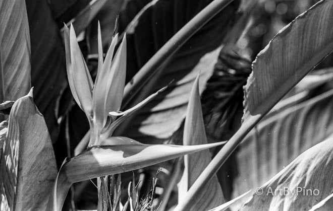 Black-and-white 35mm photo of bird-of-paradise flower in lower Rio Grande Valley