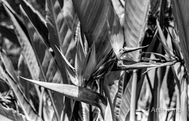 Black-and-white film photo of bird-of-paradise plant in Rio Grande Valley