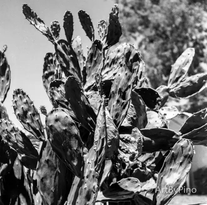 Black-and-white 35mm photo of prickly pear cactus in lower Rio Grande Valley