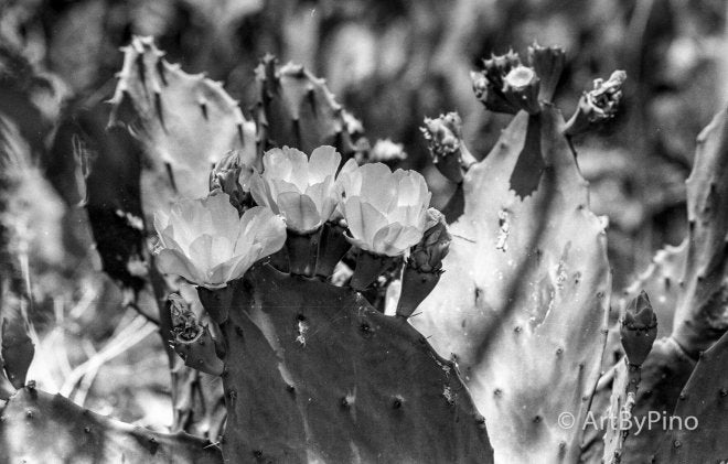 Black-and-white photo of prickly pear cactus in lower rio grande valley
