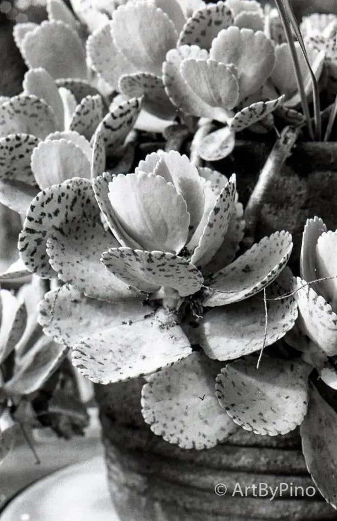 Black-and-white 35mm photo of speckled succulent in textured pot, Rio Grande Valley