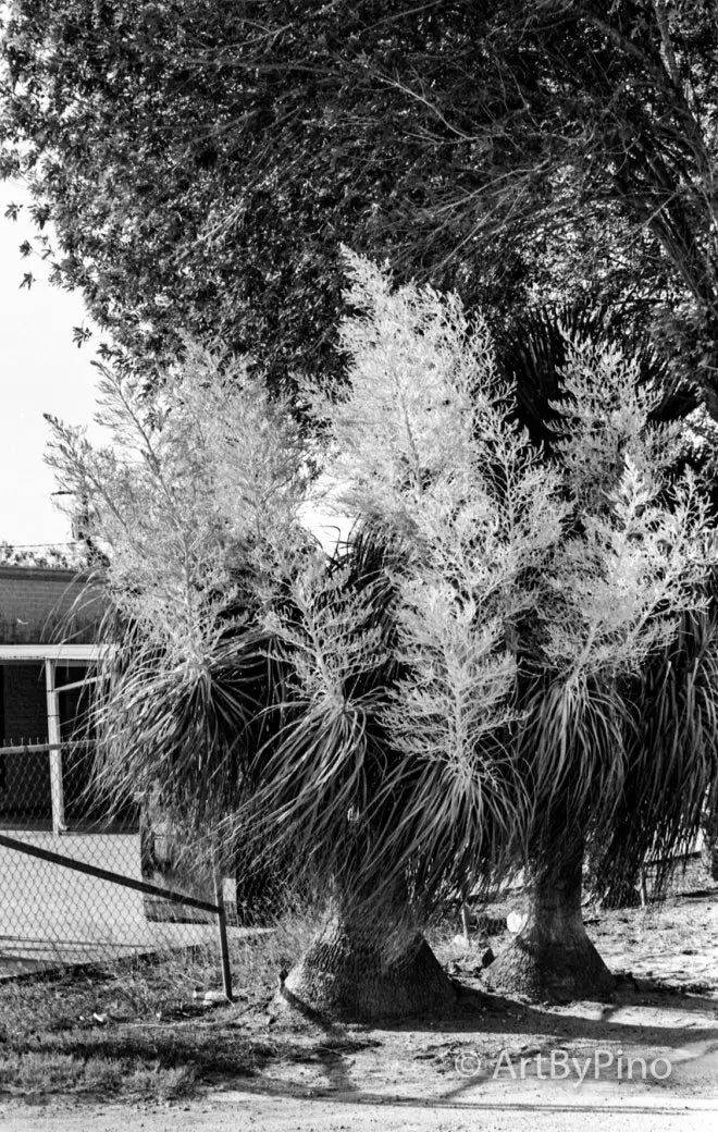 Black-and-white photo of tall leafy trees in lower Rio Grande valley