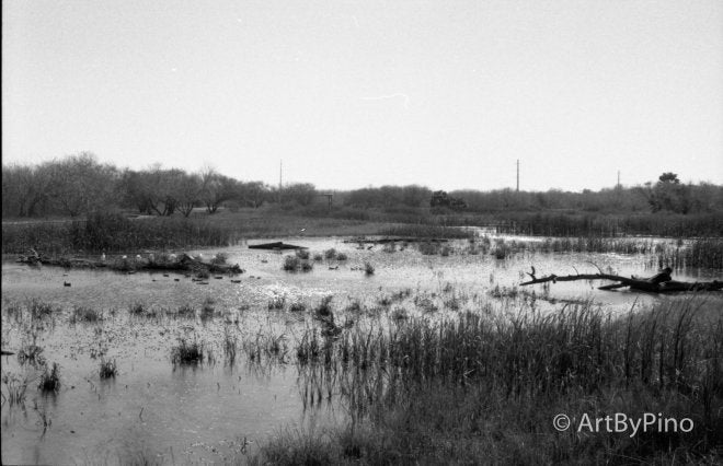 Black-and-white wetland scan from Epson V600, view fullsize
