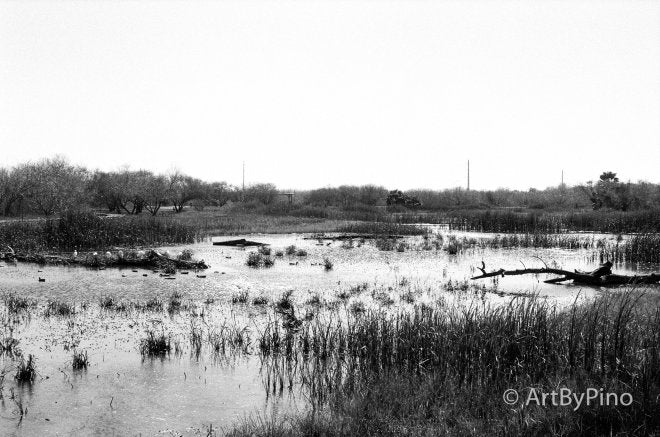 Black and white wetland photo scanned with Epson V600, view fullsize