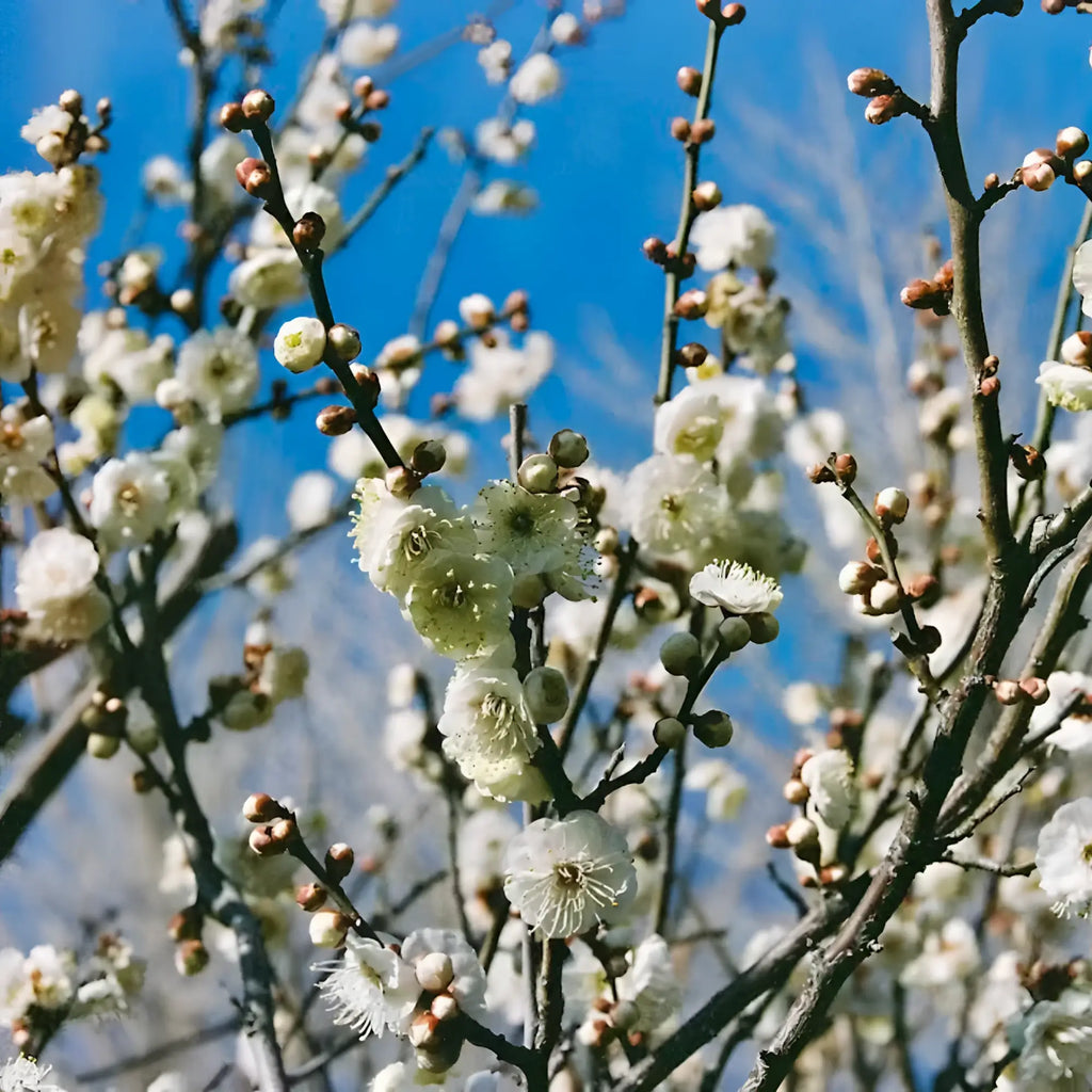 Candido c41 color 200 iso 35x36 film shows delicate white plum blossoms on 35mm color negative film against blue sky