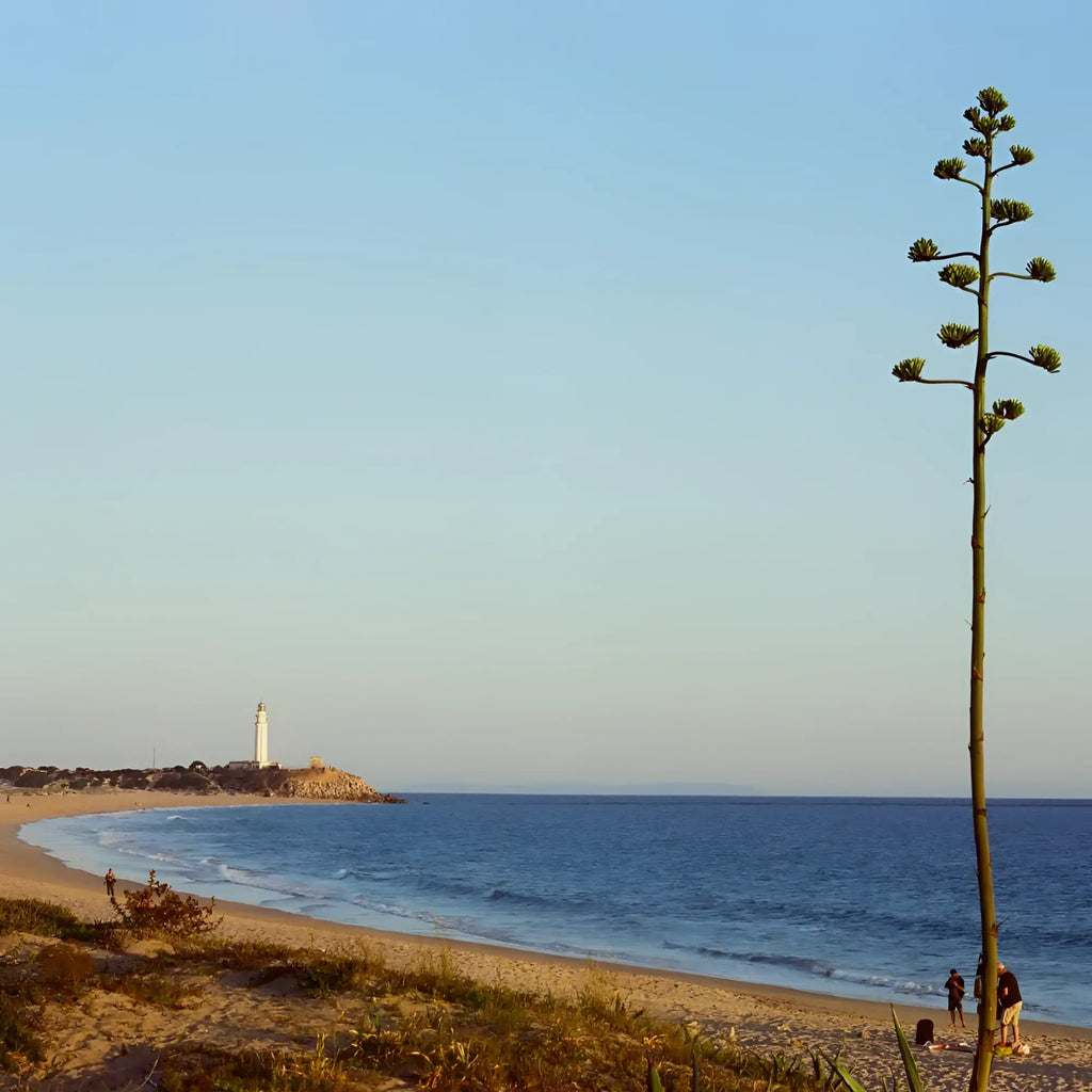 Tall green agave plant with clustered flowers on sandy beach captured on candido c41 color 200 iso 35mm color film