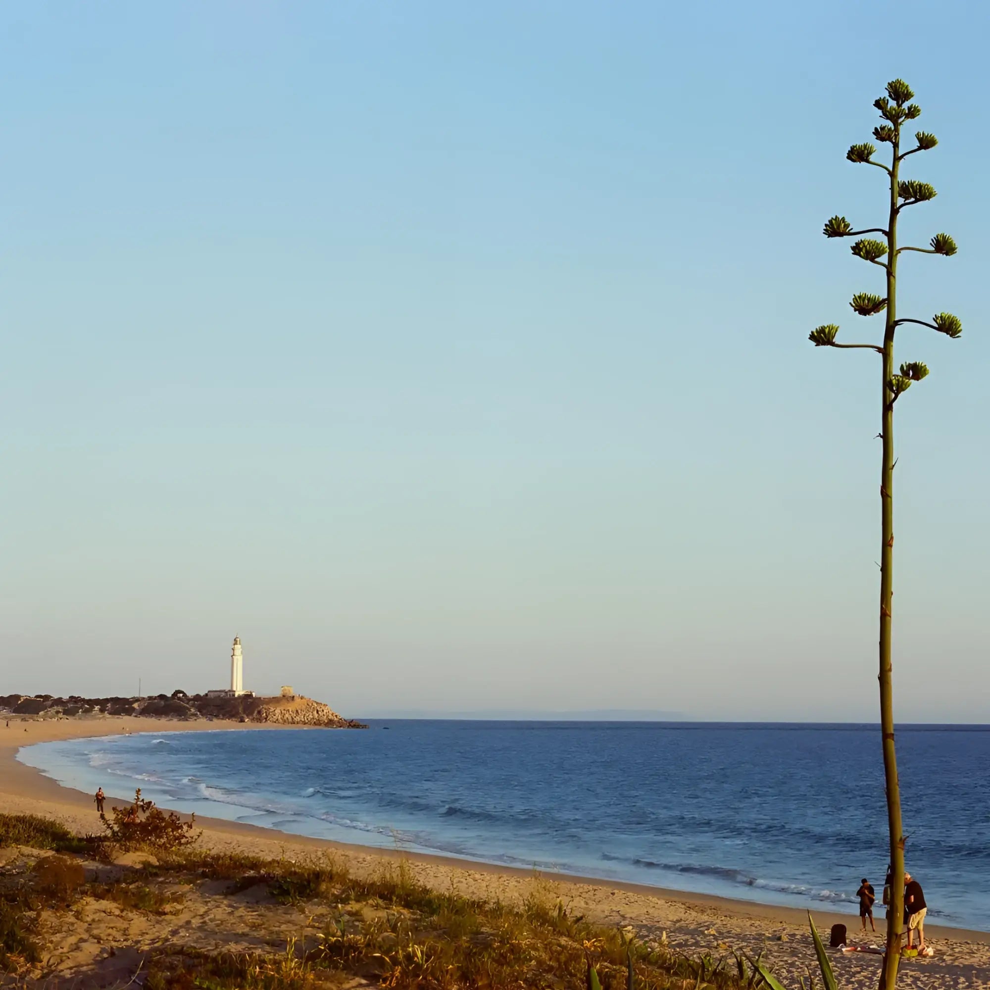 Tall green agave plant with clustered flowers on sandy beach captured on candido c41 color 200 iso 35mm color film