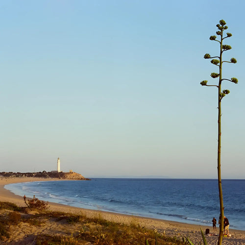 Tall green agave plant with clustered flowers on sandy beach captured on candido c41 color 200 iso 35mm color film