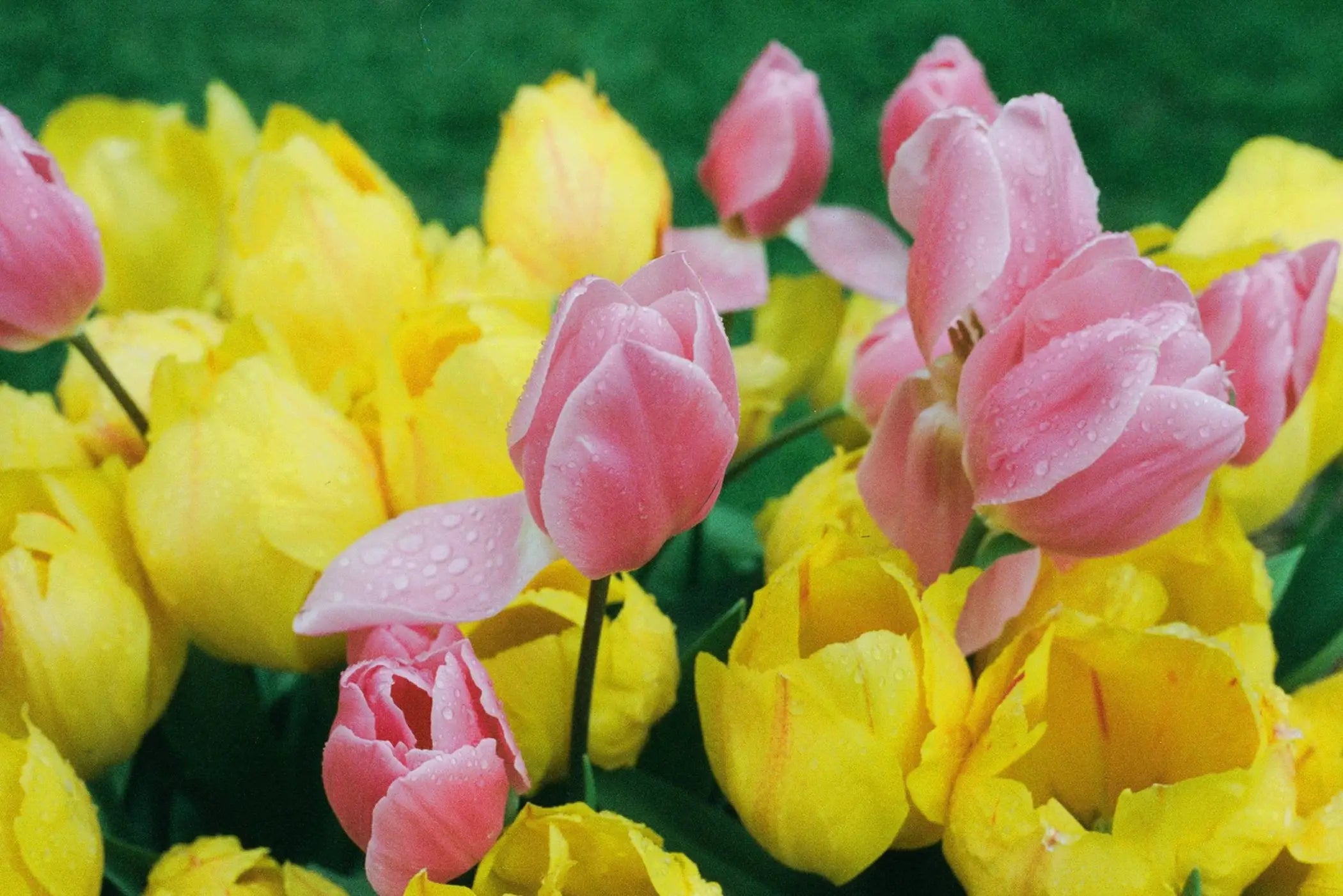 A vibrant field of pink and yellow tulips captured on candido c41 color 800 iso 35mm color negative film exp 04/2028