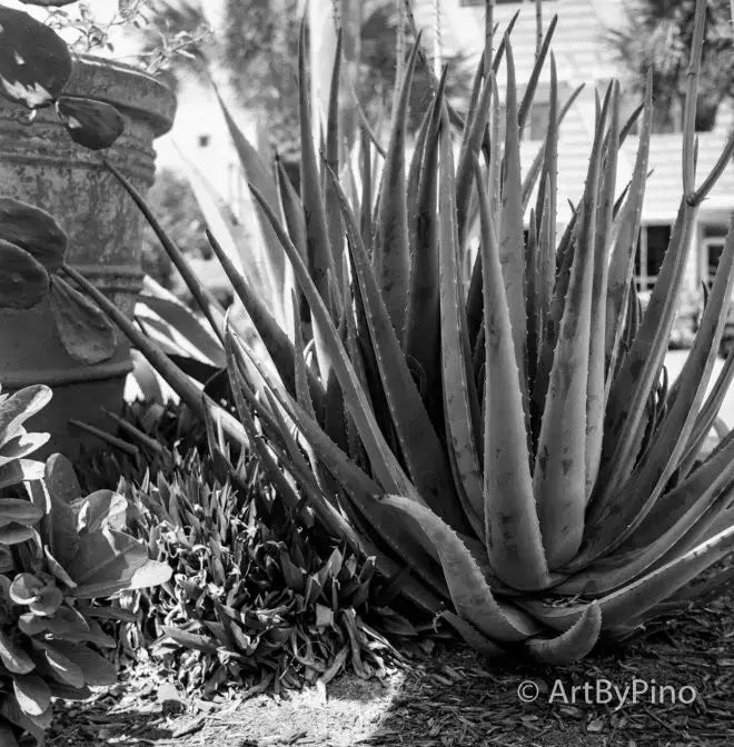 Spiky aloe vera plant in Lower Rio Grande Valley, 35mm film shot