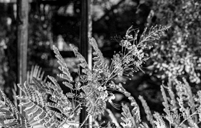 Fern-like foliage in lower Rio Grande valley, 35mm film photo