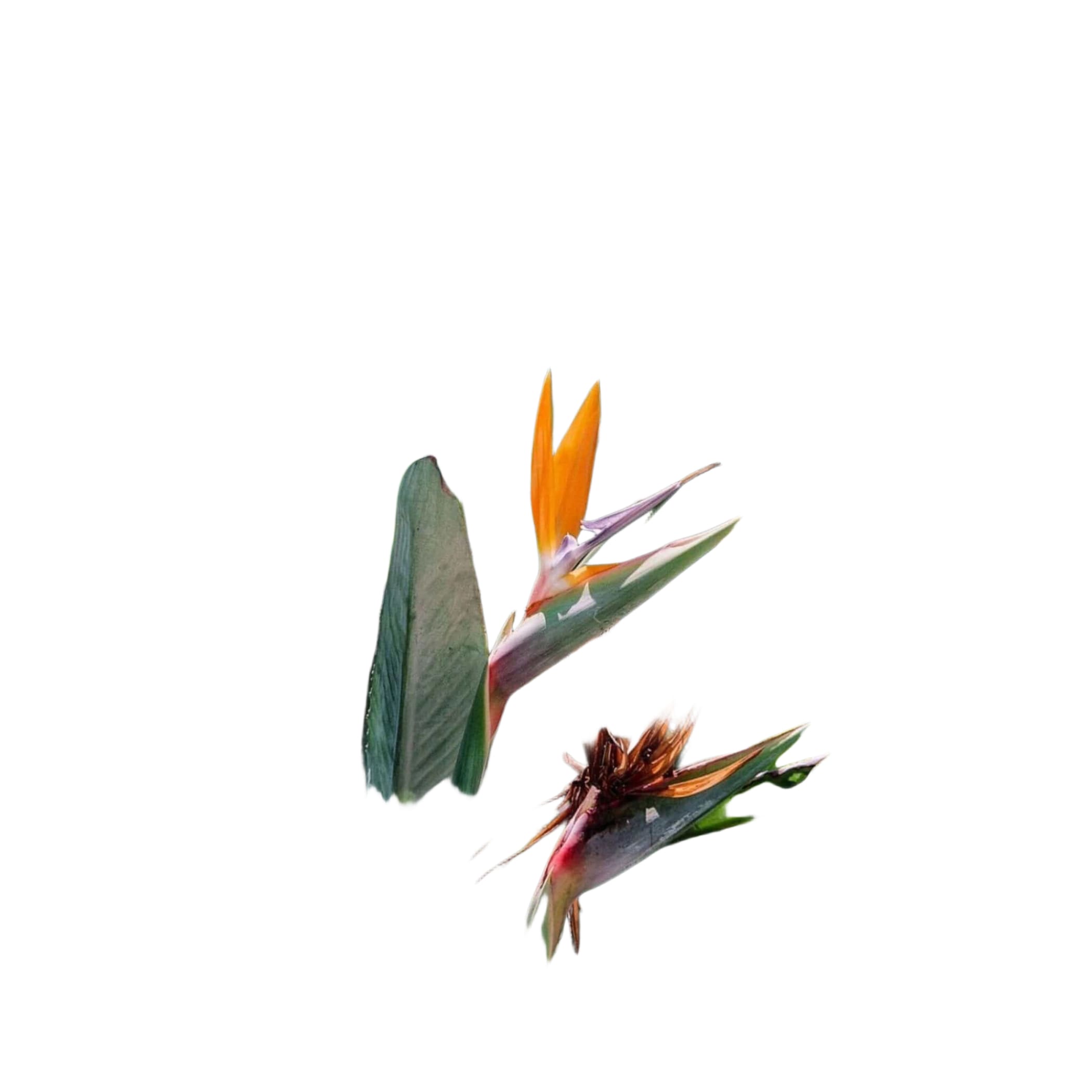 Vibrant orange and purple bird-of-paradise flower with long, green, serrated leaves.