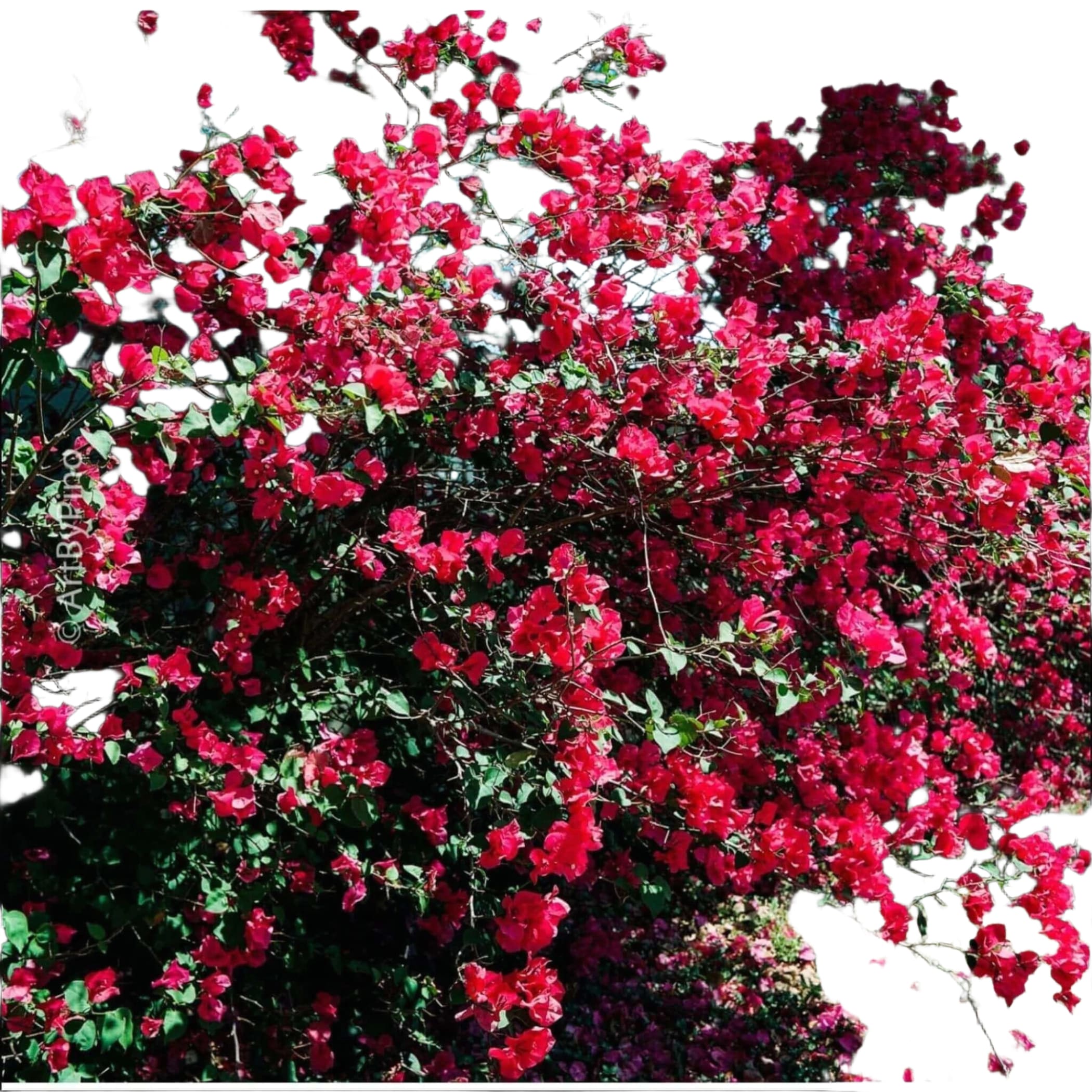 A vibrant red bougainvillea bush with lush green leaves and abundant, papery bracts.