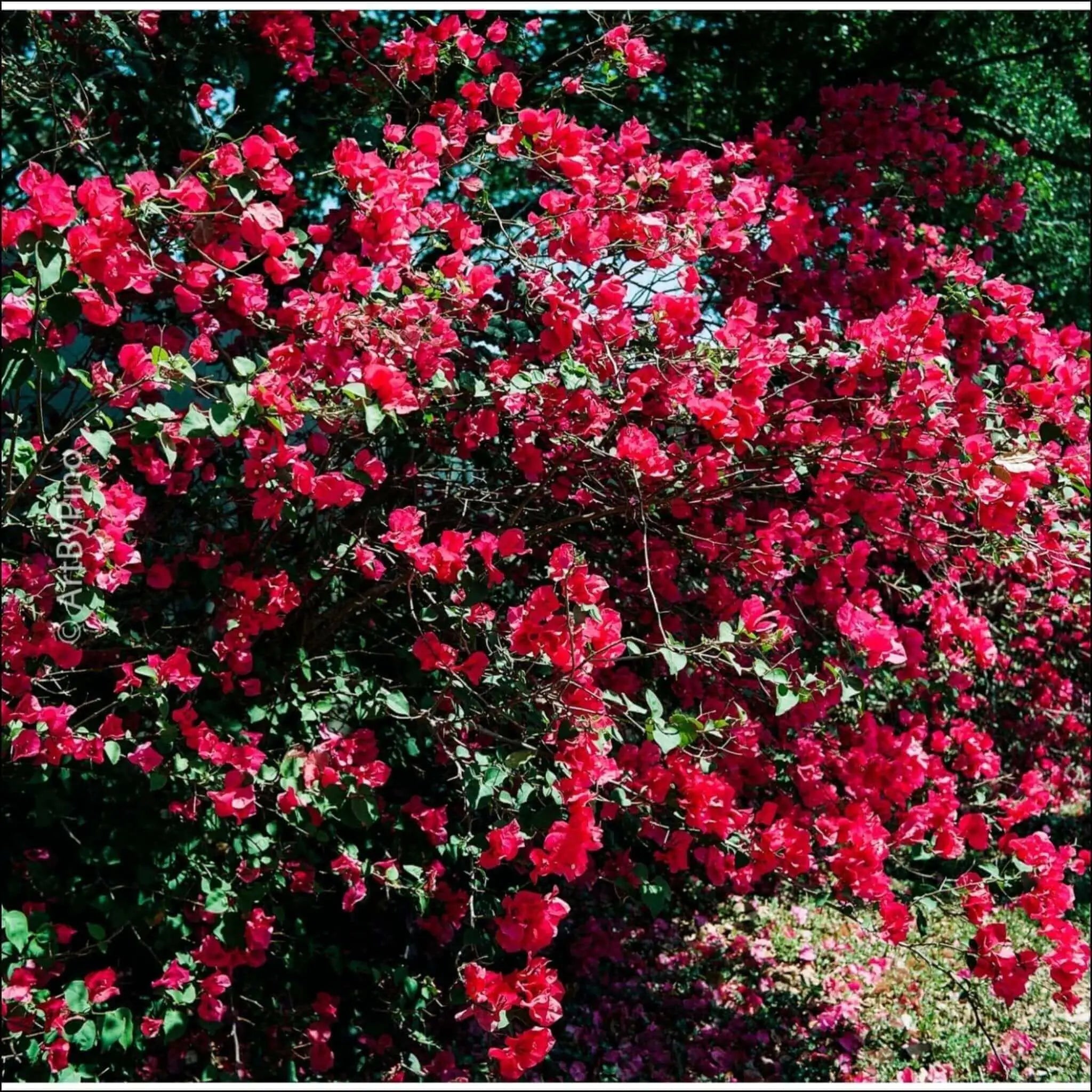 A vibrant red bougainvillea bush with lush green leaves and abundant, papery bracts.