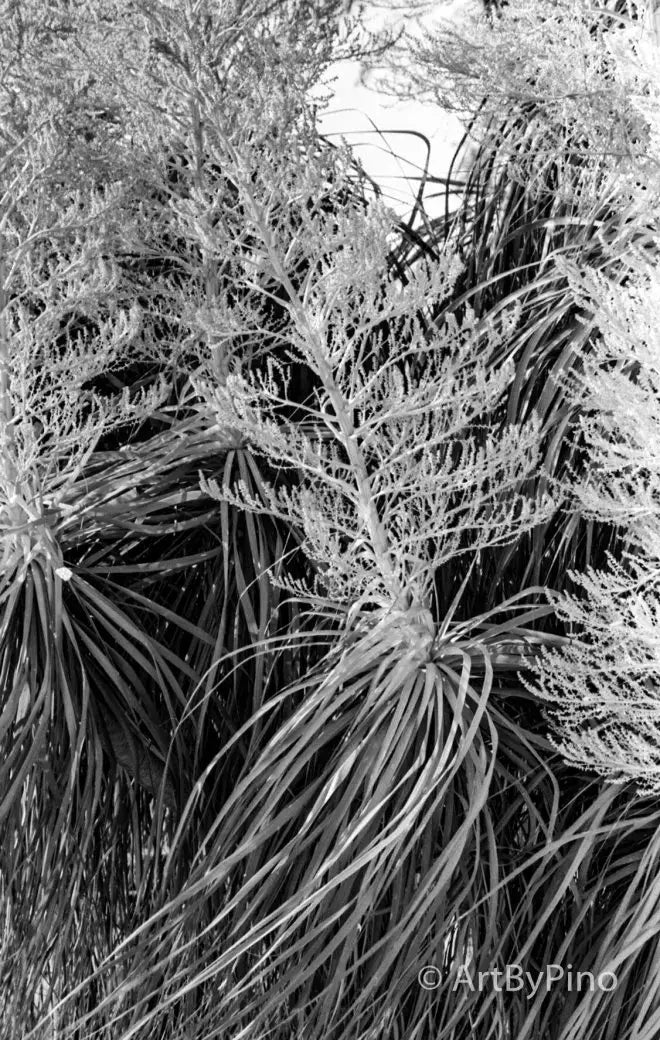 Fuzzy feathery silver-gray air plants in Rio Grande Valley 35mm film