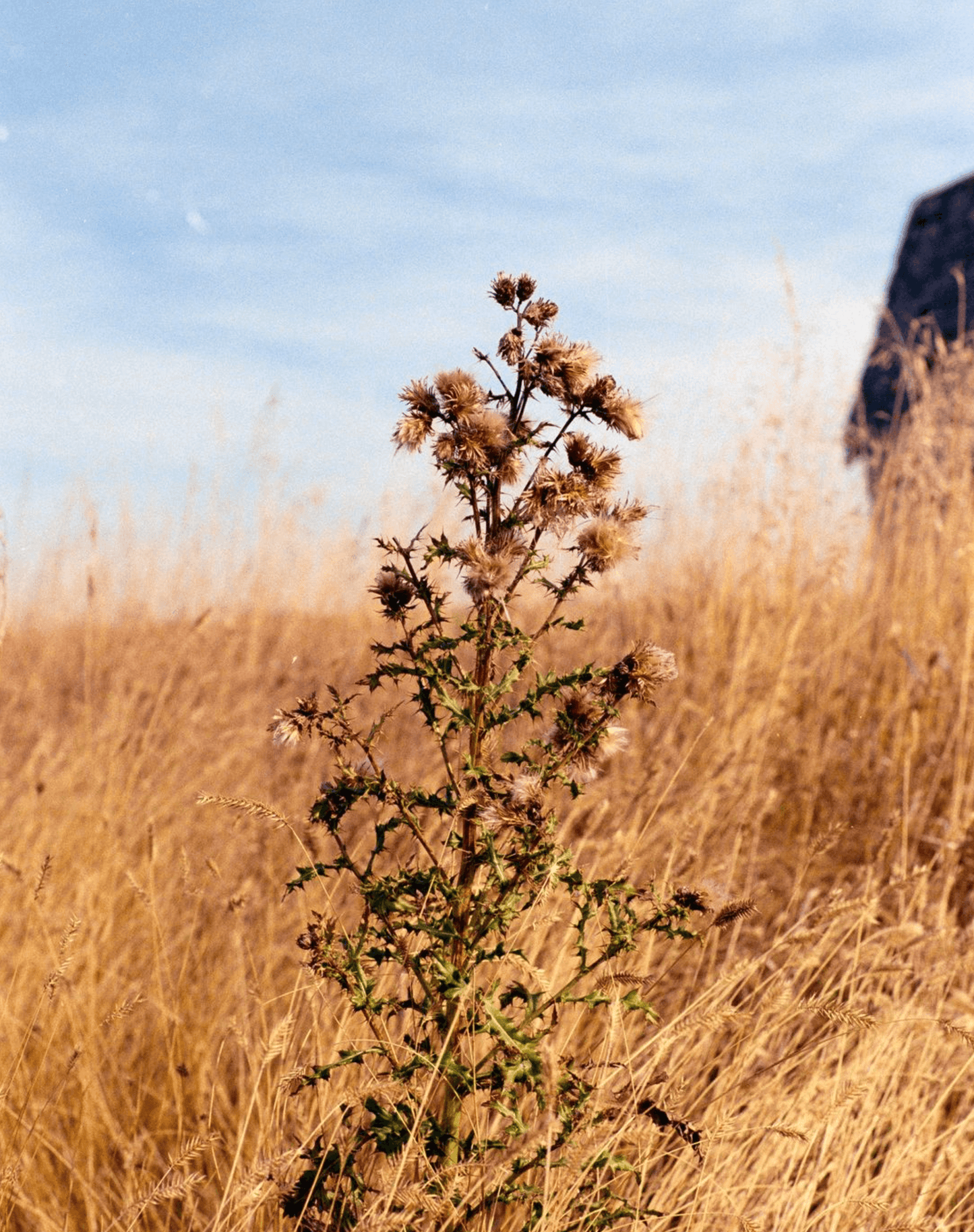 A tall wildflower surrounded by dry grass under a clear blue sky.