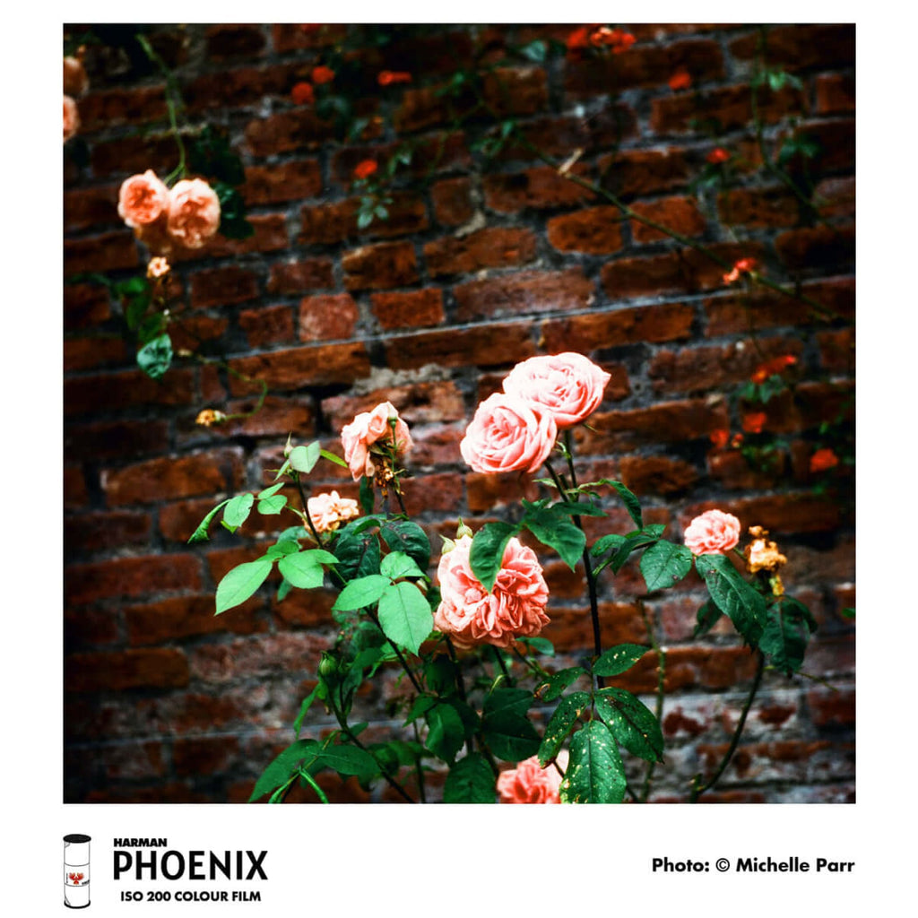 Pink roses with lush, layered petals and green leaves climb against a rustic red brick wall.