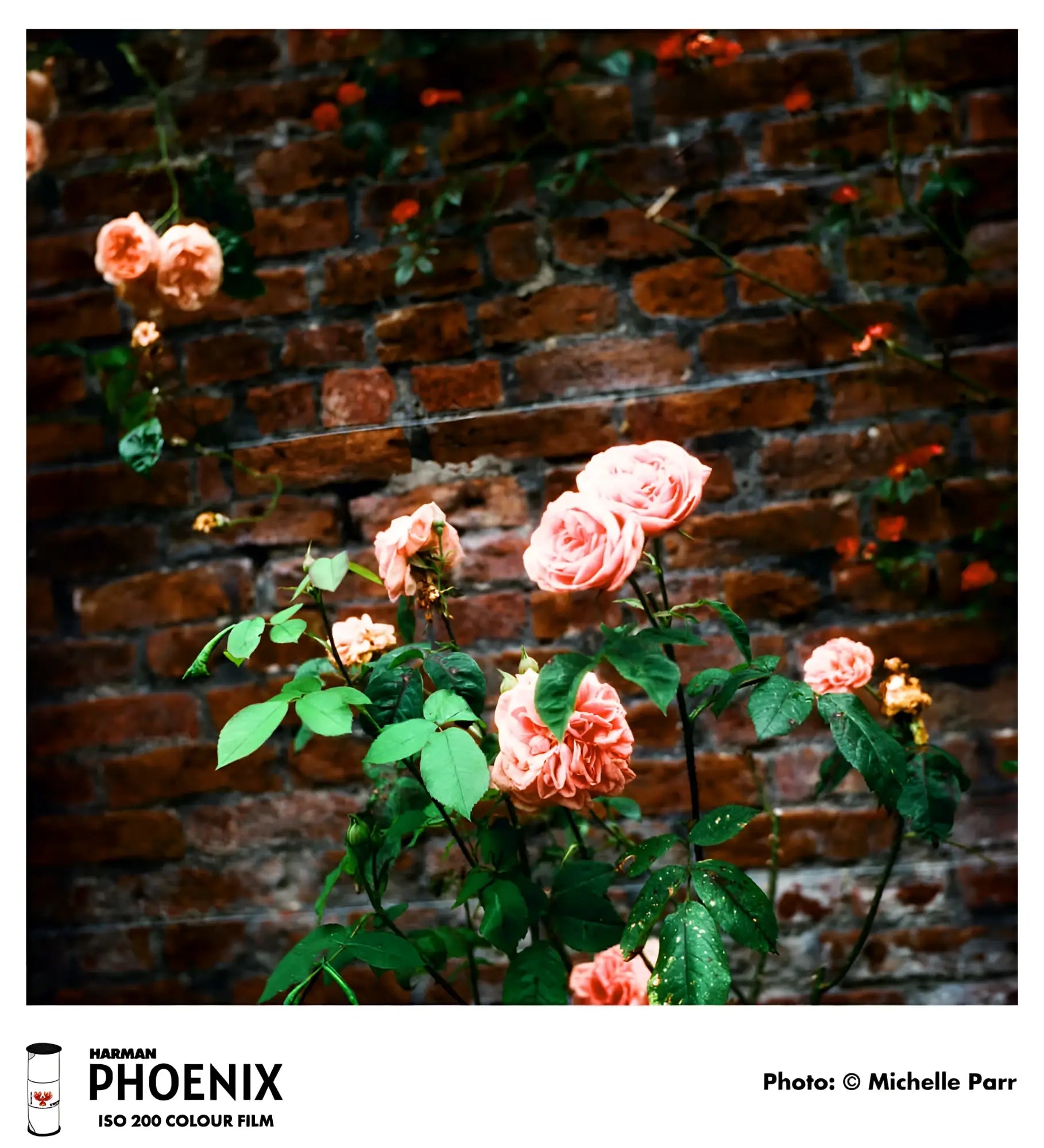 Pink roses with lush, layered petals and green leaves climb against a rustic red brick wall.