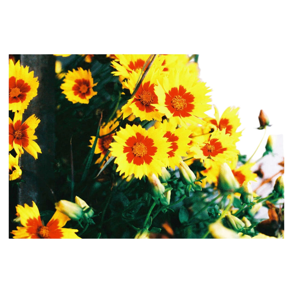 Bright yellow and orange flowers with delicate petals and green stems.