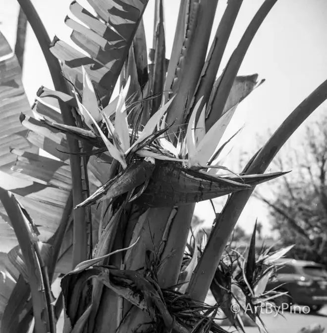 Black-and-white bird-of-paradise flower in Rio Grande Valley, 35mm film