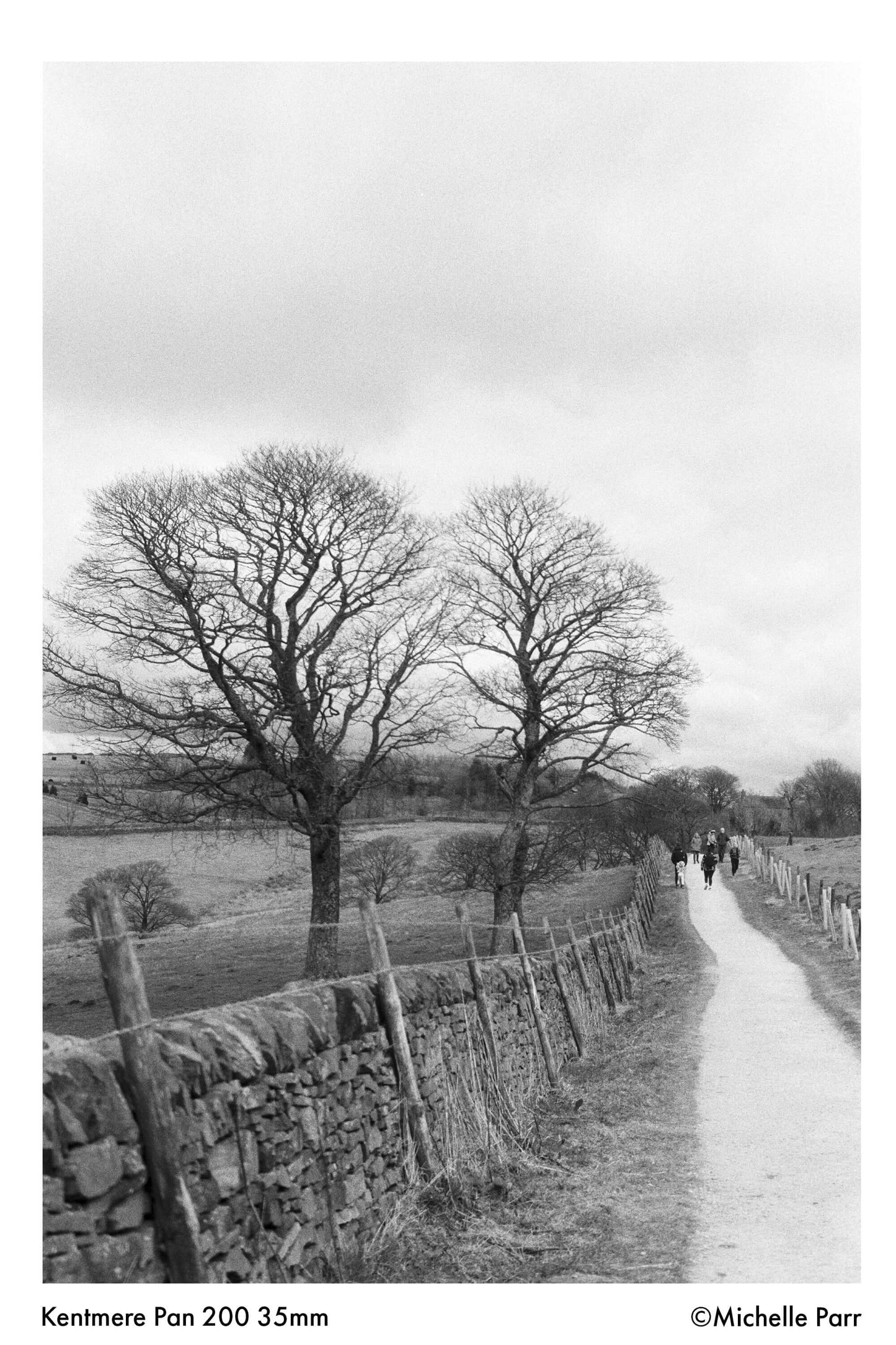 Black and white landscape shot showing a path lined with trees, captured on Kentmere Pan 200 film.