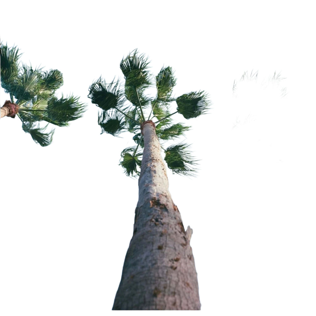 Tall palm tree with a textured, light gray trunk and vibrant green fronds reaching skyward.