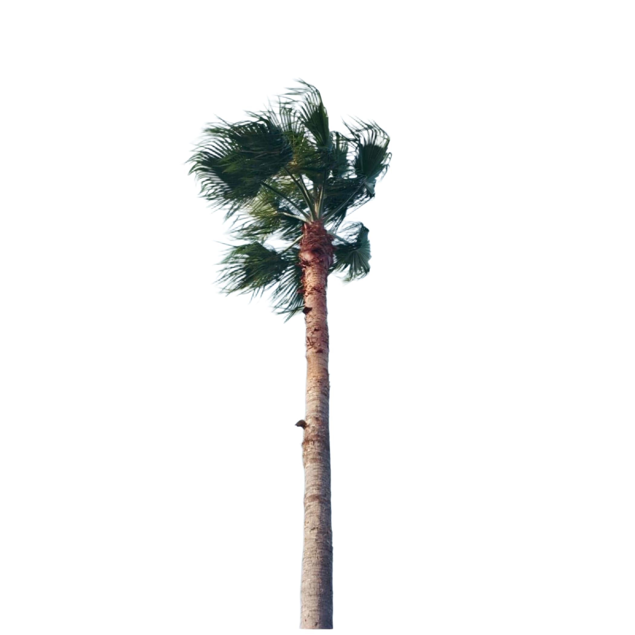 Tall palm tree with a slender, textured trunk and lush green fronds swaying against a clear blue sky.