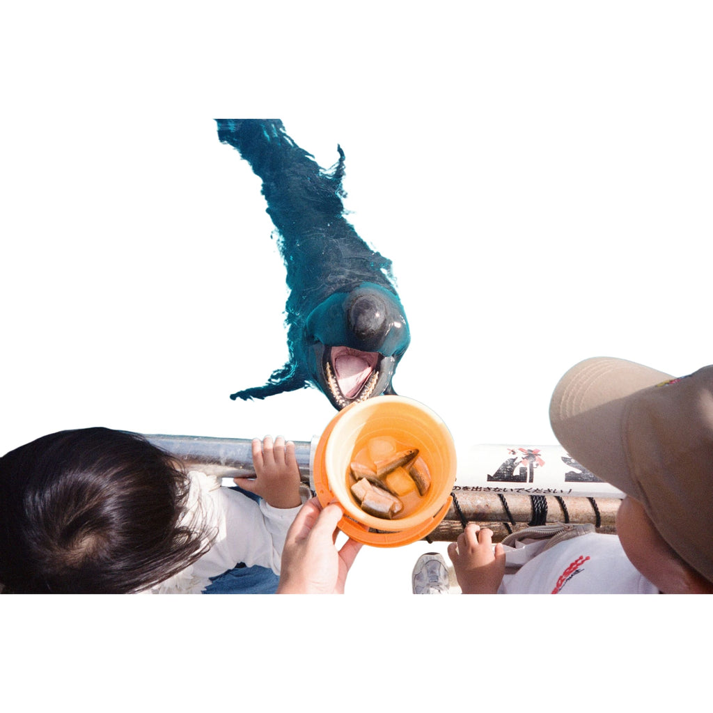 A dark gray dolphin with a black nose and open mouth, swimming in clear blue water.