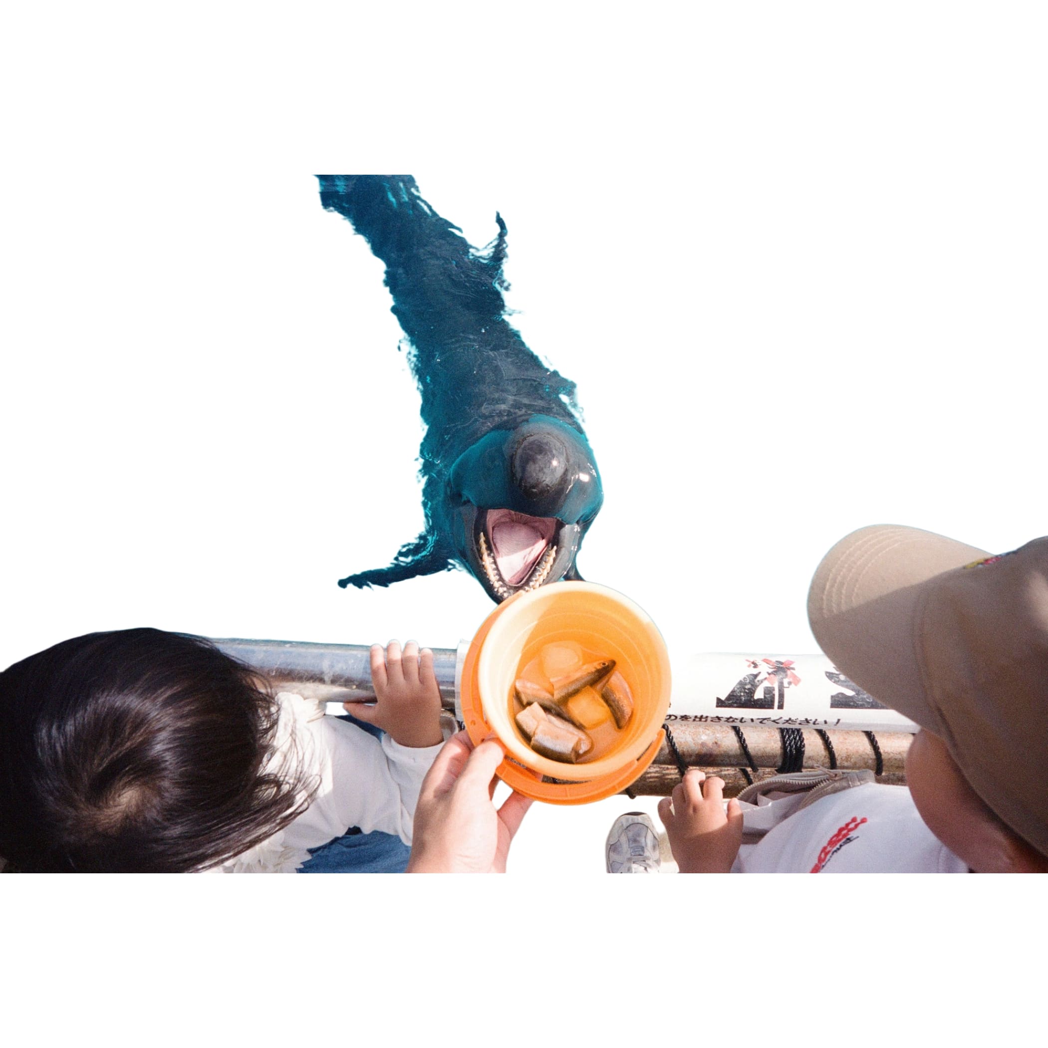 A dark gray dolphin with a black nose and open mouth, swimming in clear blue water.