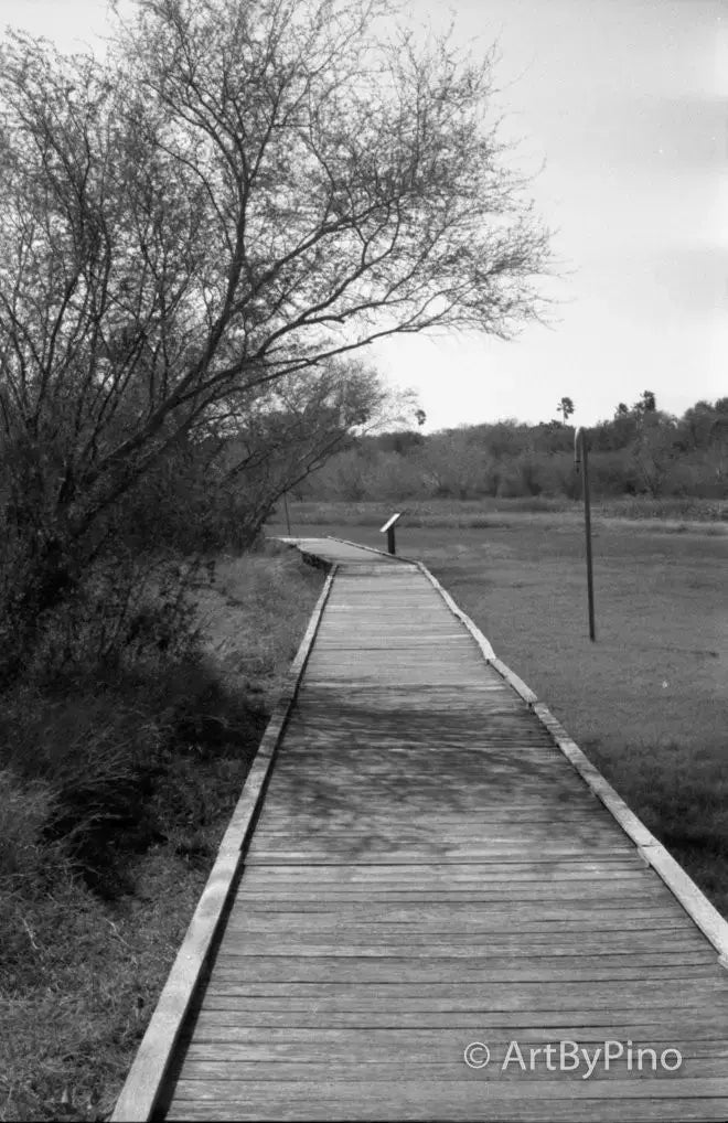 Epson v600 scan of weathered wooden boardwalk in nature, view fullsize