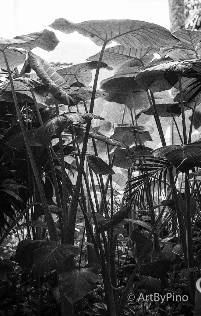 Monochromatic tropical foliage in lower Rio Grande Valley, 35mm film